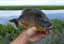 Photo of Пирании: опасные обитатели водоемов Южной Америки